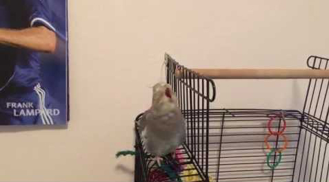 Cockatiel lip-syncing 