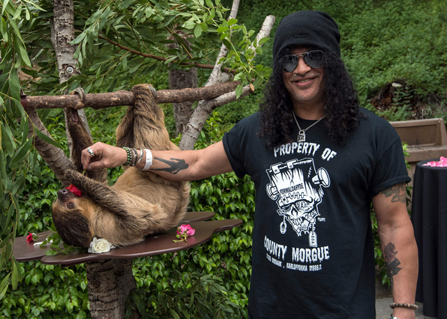 Slash and an L.A. Zoo sloth at the 2016 Greater Los Angeles Zoo Association Beastly Ball. Photo Credit: Jamie Pham.