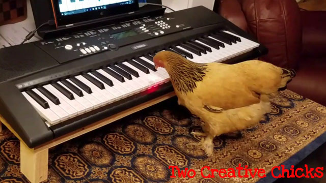Chicken Play Piano Keyboard