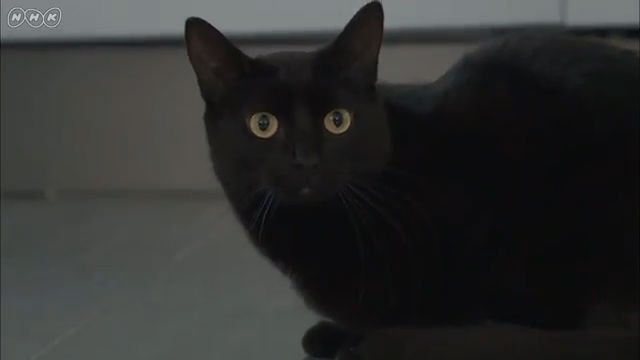 NHK『ヨーロッパ 黒猫紀行』 (c)NHK