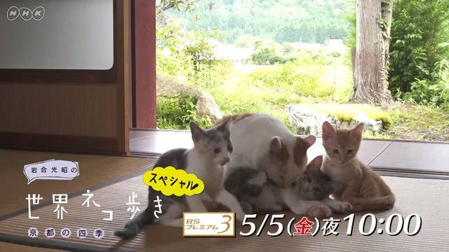 一年にわたって京都のネコを撮影 Nhk 岩合光昭の世界ネコ歩きスペシャル 京都の四季 1月3日再放送 Amass