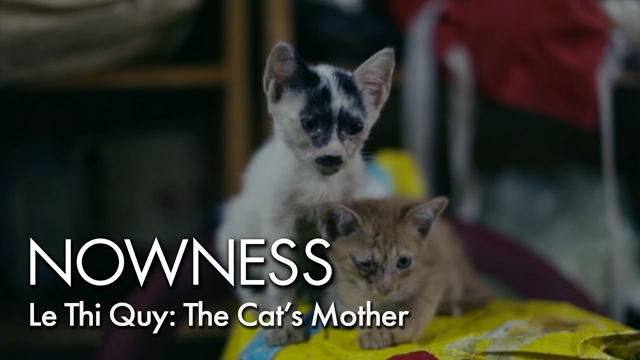 Saving Saigon's Cats - NOWNESS