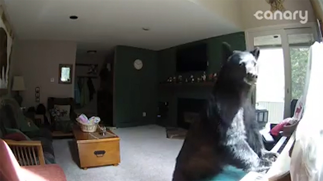 Bear breaks into home, plays piano