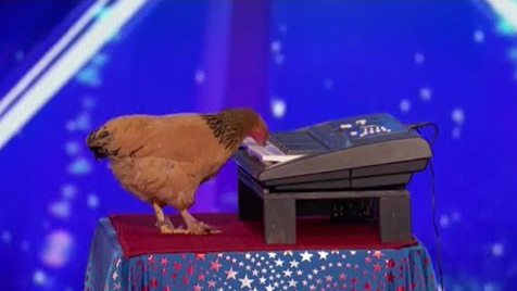 Jokgu The Chicken Plays The Piano - America’s Got Talent 2017