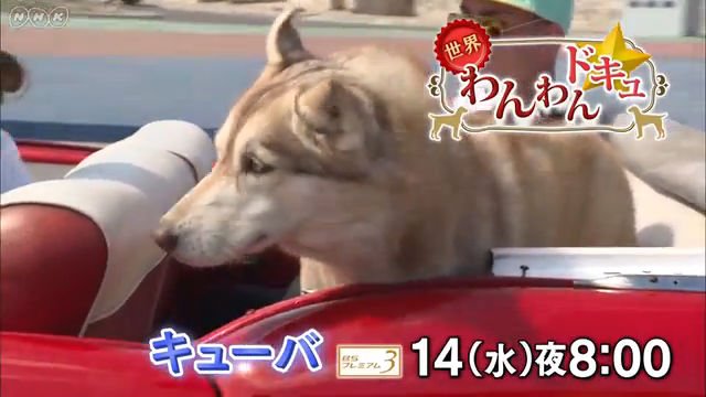 NHK 『世界わんわんドキュ☆「キューバ編」』(c)NHK