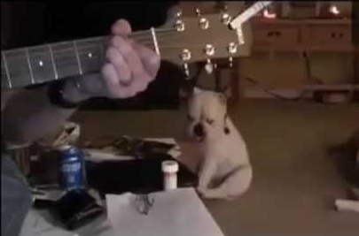 Dog rocking out to nirvana