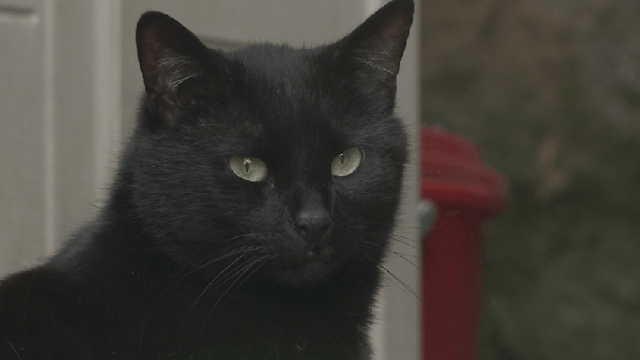 NHK『ヨーロッパ　黒猫物語〜愛しきネコたちの不思議な運命〜』(c)NHK
