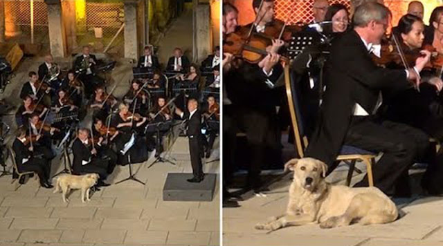 Dog walks out on stage and settles in during live orchestra performance