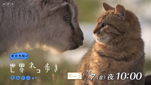 NHK『岩合光昭の世界ネコ歩き「モルドバ」』