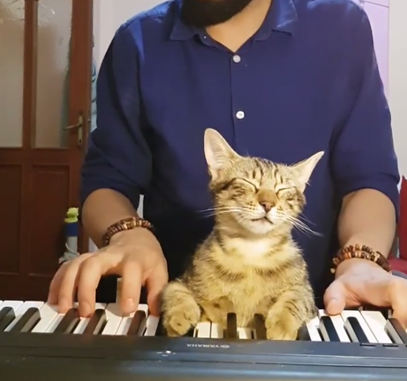 Cat enjoys relaxing and playing piano with owner