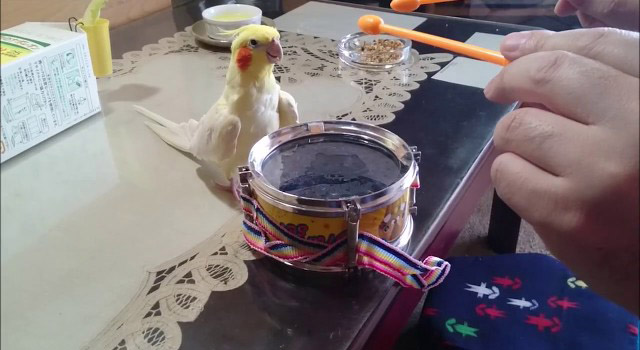 YouTubeチャンネル「いいちこインコの飼い主」より