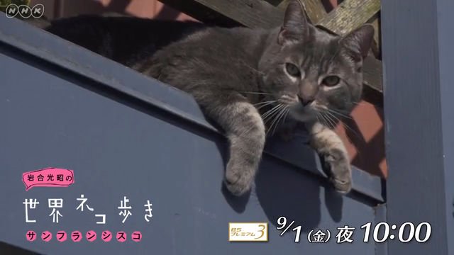 NHK『岩合光昭の世界ネコ歩き「サンフランシスコ」』(c)NHK