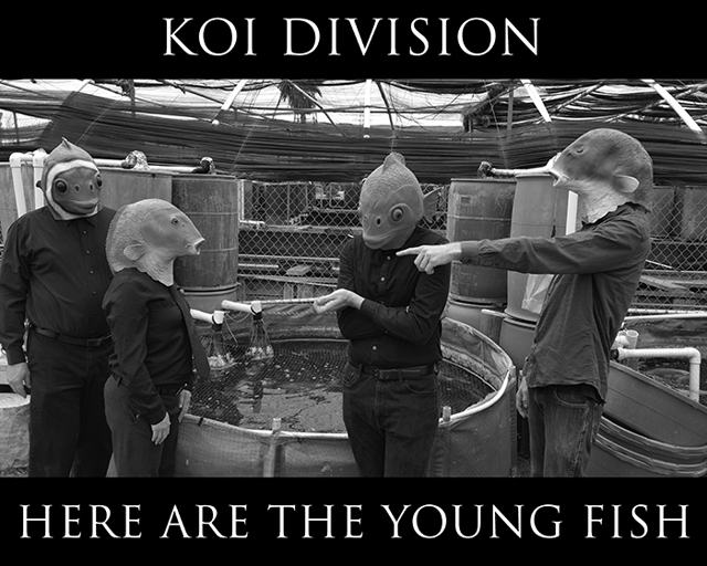 Koi Division