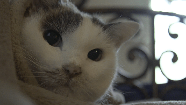 NHK『ネコメンタリー　猫も、杓子（しゃくし）も。「村山由佳ともみじ」』