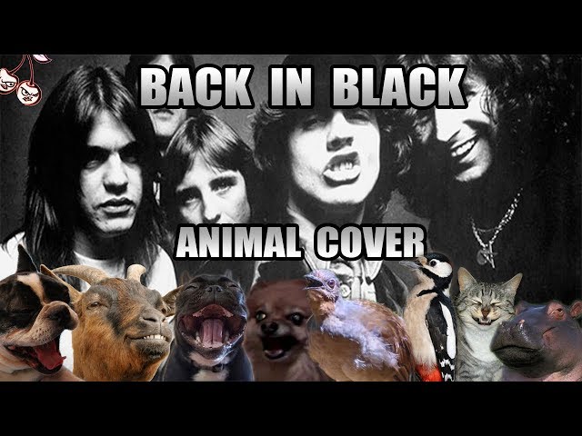 AC/DC - Back In Black (Animal Cover) - Insane Cherry
