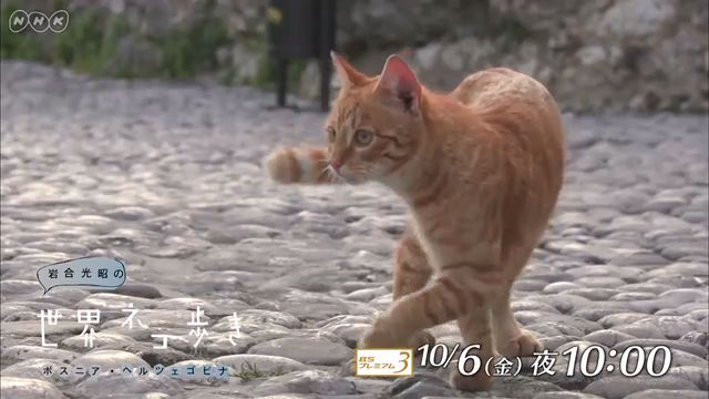 NHK『岩合光昭の世界ネコ歩き「ボスニア・ヘルツェゴビナ」』(c)NHK