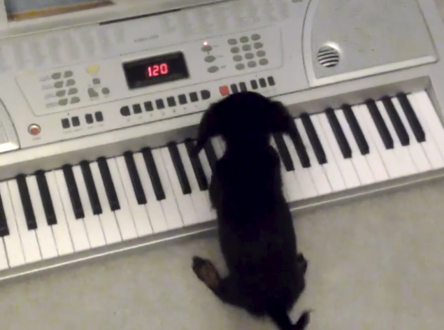 baby dachshund play Keyboard