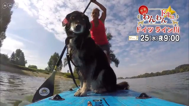 NHK『世界わんわんドキュ☆「ドイツ　ライン川」』(c)NHK