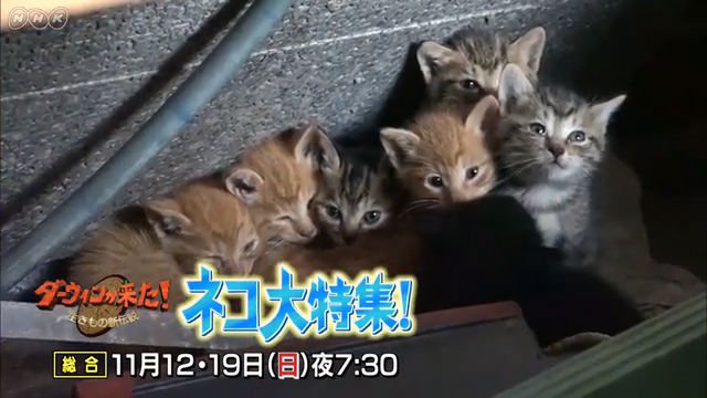 NHK『ダーウィンが来た！２週連続ネコ大特集』(c)NHK