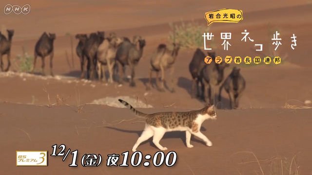 NHK『岩合光昭の世界ネコ歩き「アラブ首長国連邦」』