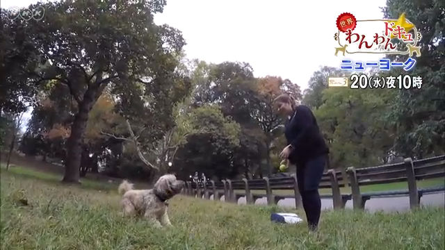 NHK『世界わんわんドキュ☆「ニューヨーク」』(c)NHK