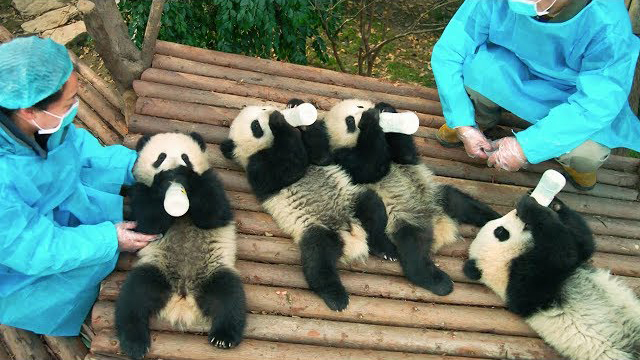 パンダの楽園 成都パンダ基地 が舞台のドキュメンタリー映画 Pandas トレーラー映像公開 Amass