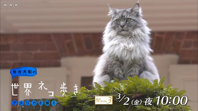 NHK『岩合光昭の世界ネコ歩き「アメリカを撮る」』