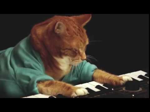 Keyboard Cat, Bento