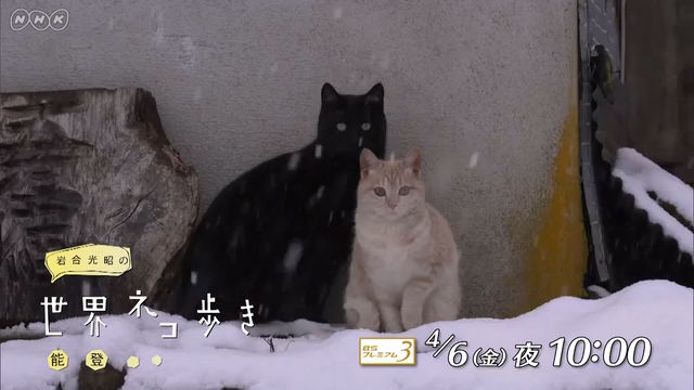 NHK『岩合光昭の世界ネコ歩き「能登」』