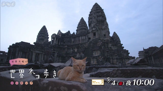 NHK『岩合光昭の世界ネコ歩き「カンボジア」』