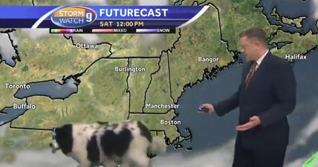Dog strolls through live weather forecast in New Hampshire