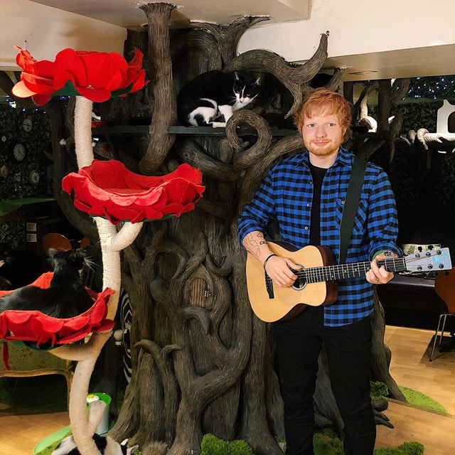Ed Sheeran's Wax Figure - London Cat Cafe