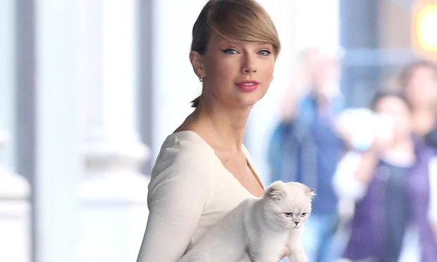 Taylor Swift and Meredith the cat in New York, 2014. Photograph: Broadimage/Rex/Shutterstock