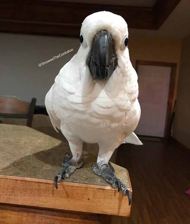 Snowee The Cockatoo