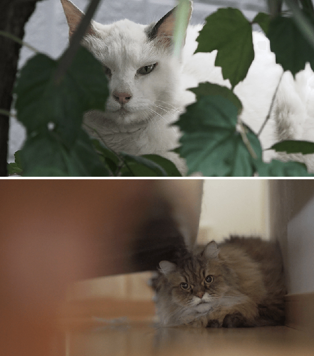 作家と猫のユニークなドキュメント、NHK『ネコメンタリー 猫も、杓子も ...