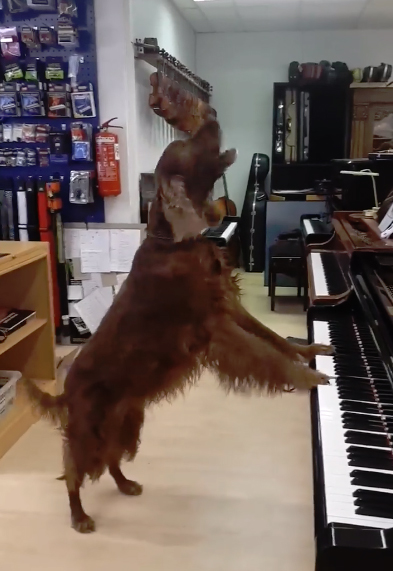 dog pianist