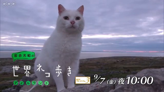NHK『岩合光昭の世界ネコ歩き「アイルランド」』