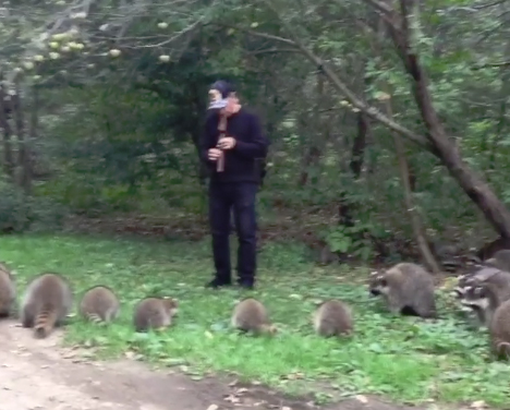 The raccoon pied piper!