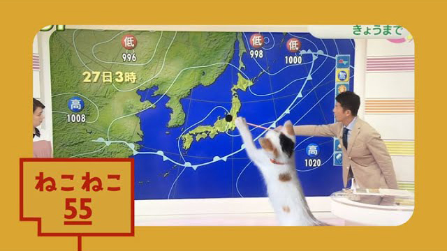 【ねこねこ55】平井さんと猫 (c)NHK