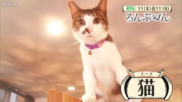 NHK『ろんぶ〜ん　アンコール「猫」の論文。江戸時代にも猫ブーム＆猫の心に迫る実験』(c)NHK