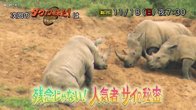 NHK『ダーウィンが来た！「“残念じゃない！”動物園の人気者・サイの秘密」』
