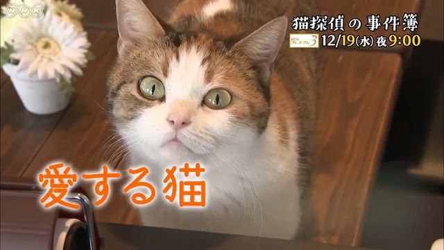NHKドキュメンタリードラマ “猫探偵の事件簿”』(c)NHK