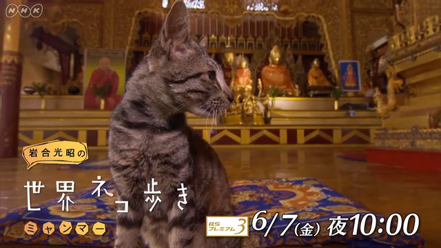 NHK『岩合光昭の世界ネコ歩き「ミャンマー」』