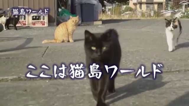 NHK『目撃！にっぽん「猫島ワールド」』(c)NHK