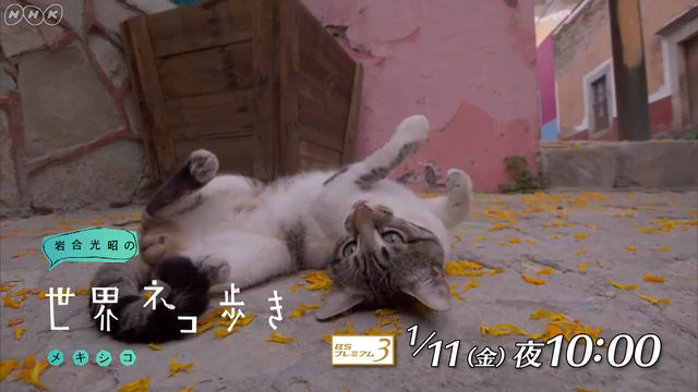 NHK『岩合光昭の世界ネコ歩き「メキシコ」』