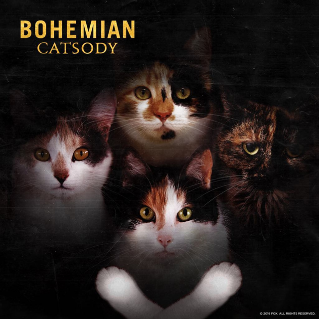 Bohemian Rhapsody Movie - Bohemian Catsody