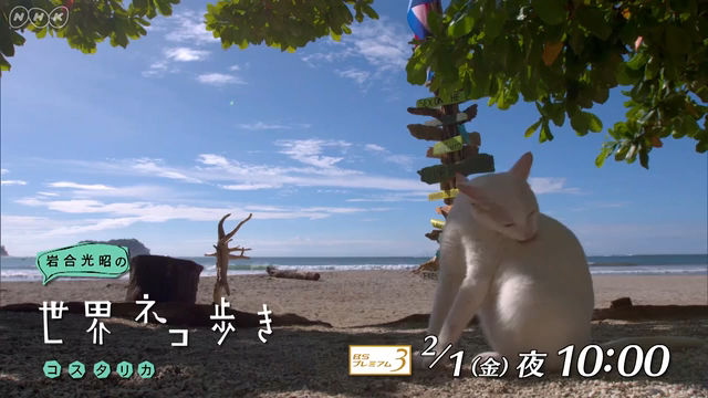 NHK『岩合光昭の世界ネコ歩き「コスタリカ」』