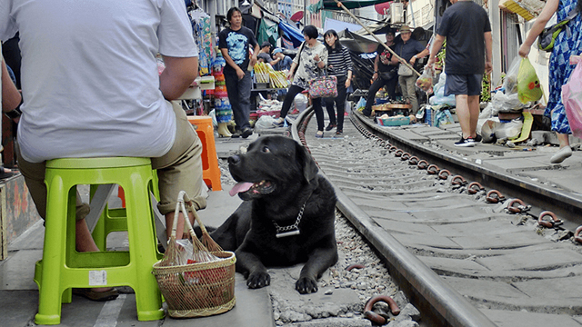 NHK『世界わんわんドキュ☆「タイ」』(c)NHK