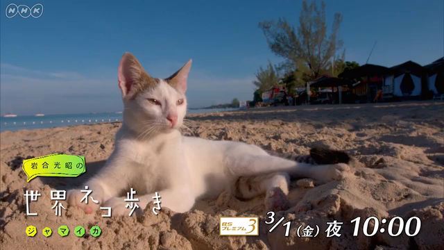 NHK『岩合光昭の世界ネコ歩き「ジャマイカ」』