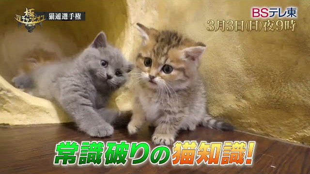 BSテレ東『TVチャンピオン 極〜KIWAMI〜「ネコ通選手権」』